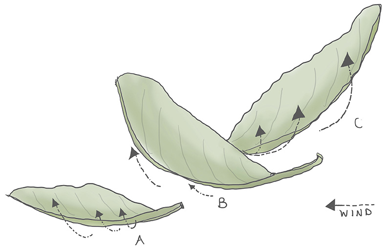 2 Diagram leaves folding lighter T